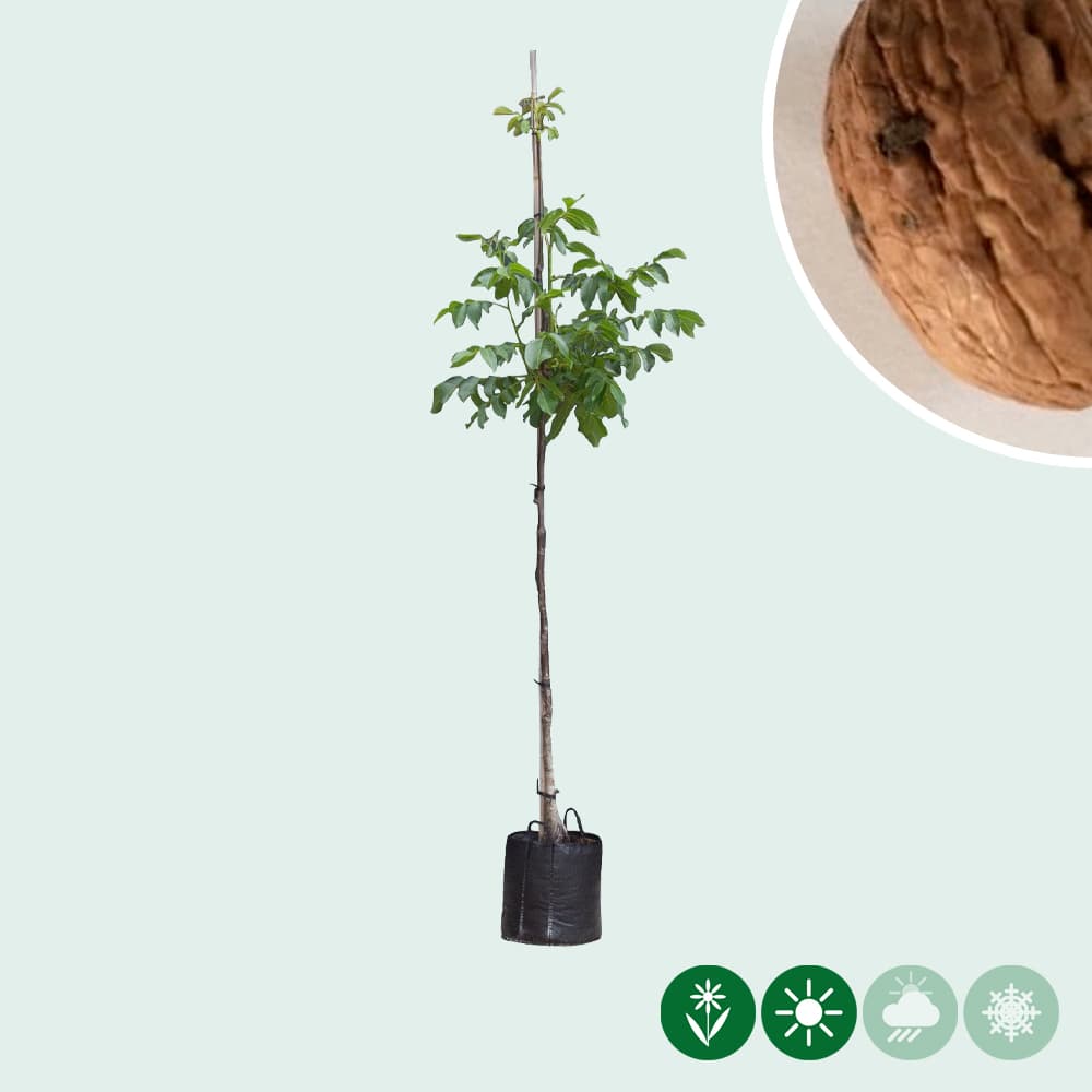 Juglans regia Broadview