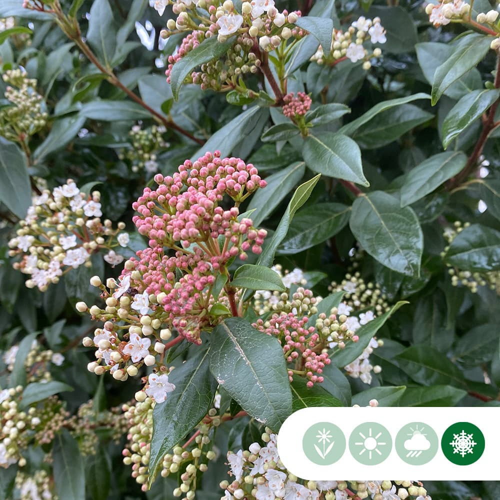 Schneeball kugelförmig