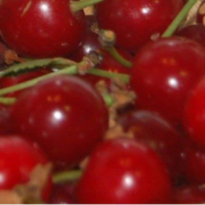 Prunus avium Morelle