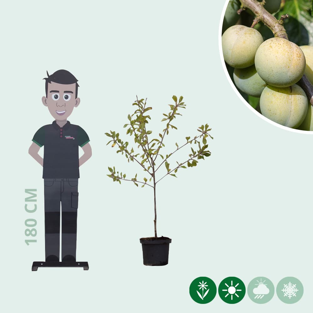 Süße Pflaume 'Reine Claude d'Oullins'