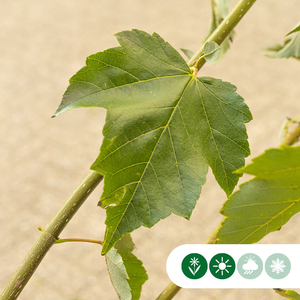 Rot-Ahorn Red Sunset