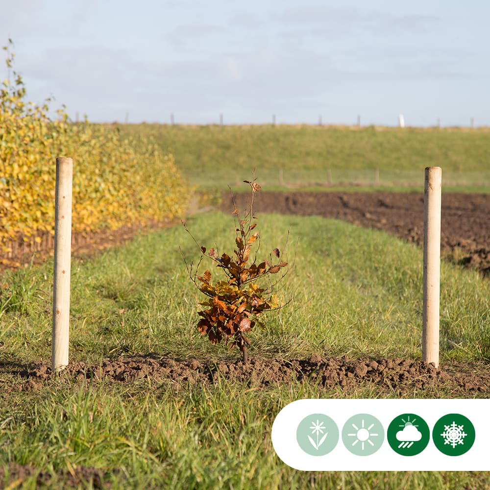 Rotbuchenhecke pro Stück