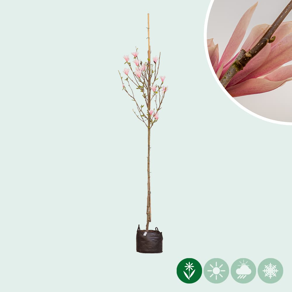 Magnolie 'Heaven scent'