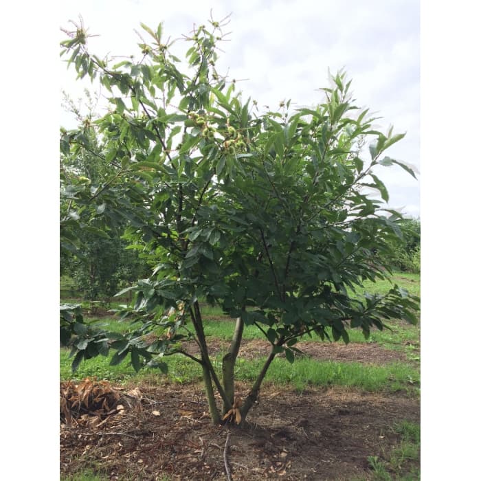 Mehrstämmige Kastanie