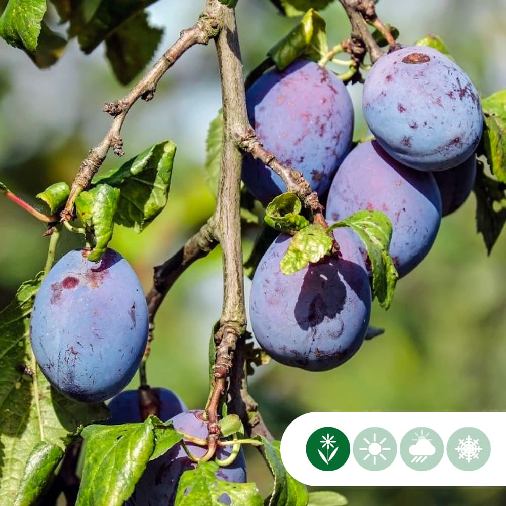 Süße Pflaume 'Czar'