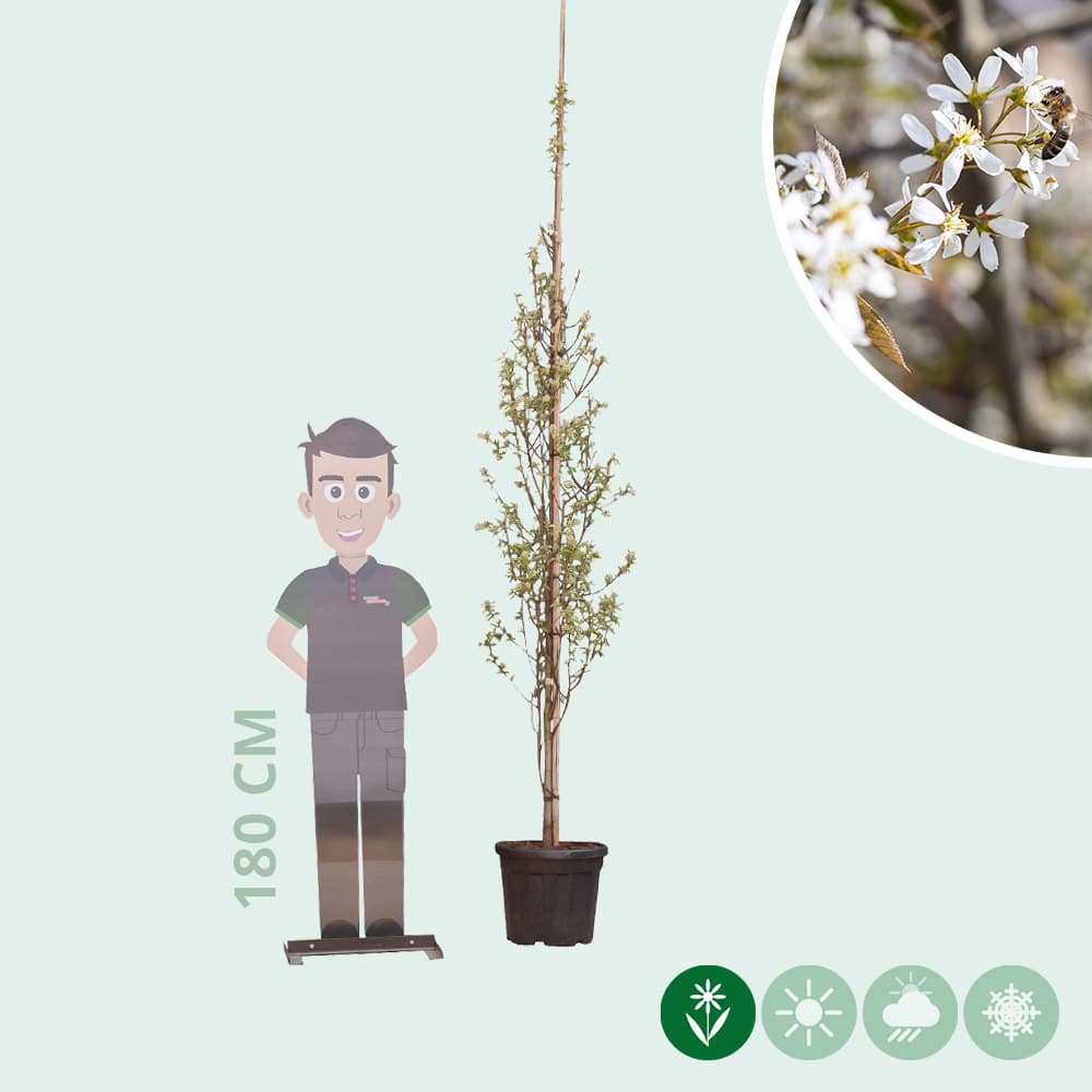 Säulen-Felsenbirne Spindelbusch