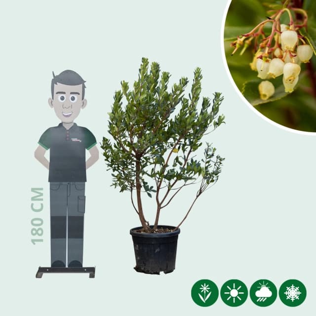 Erdbeerbaum mehrstämmig