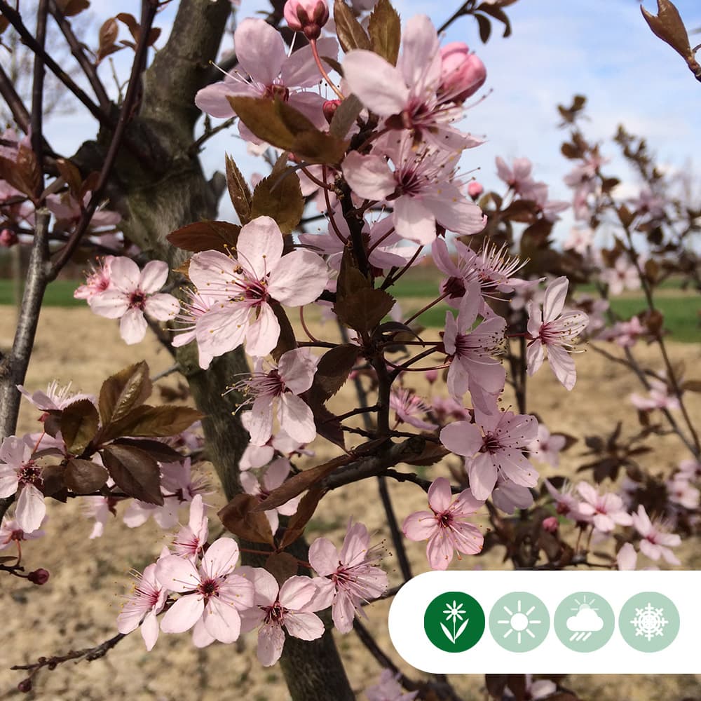 Blutpflaume Dachbaum in Kreuzform