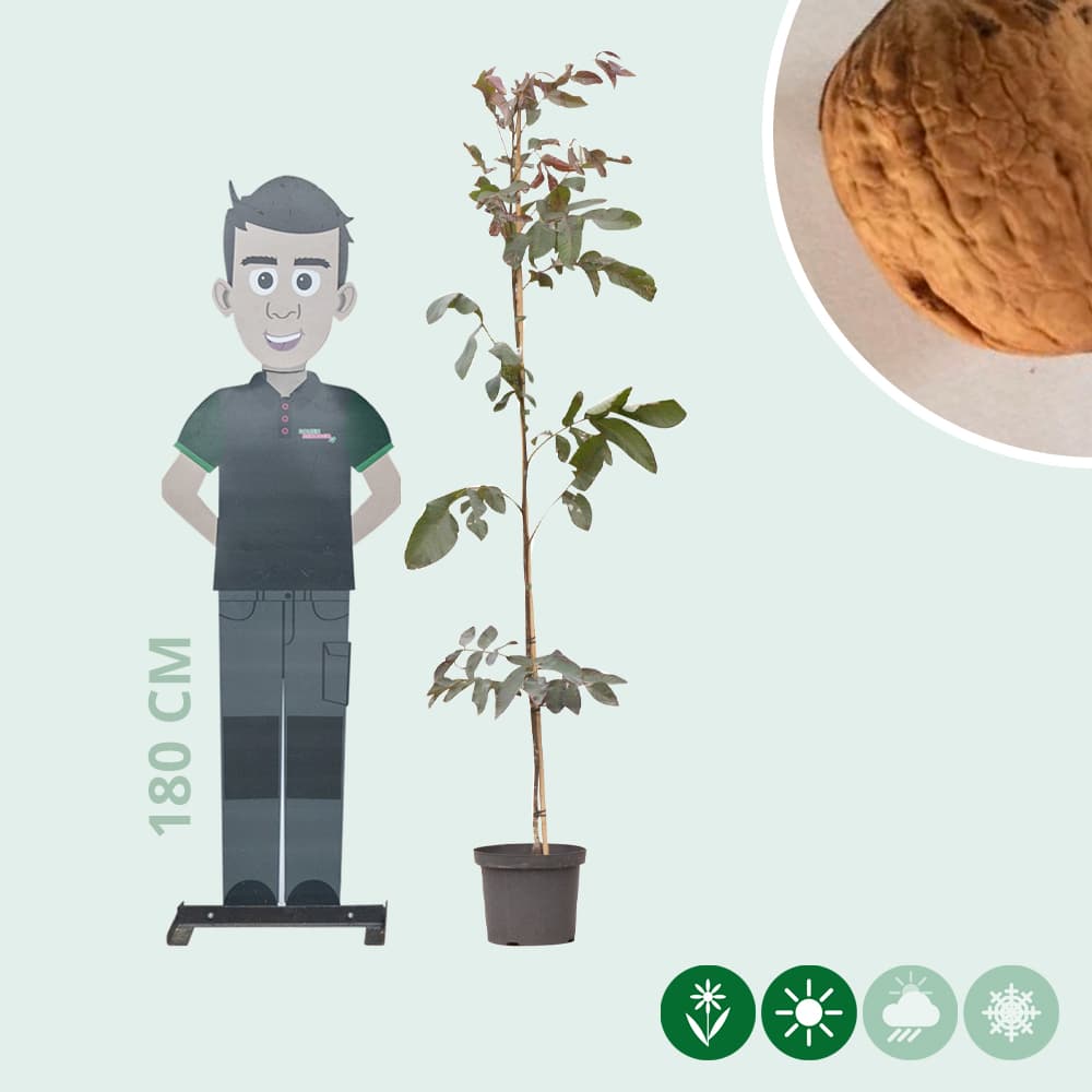 Rotblättriger Walnussbaum