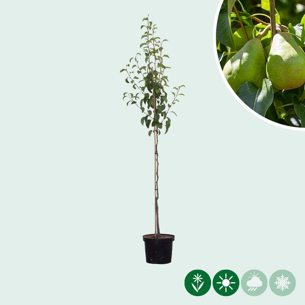 Pyrus communis Doyenne du Comice