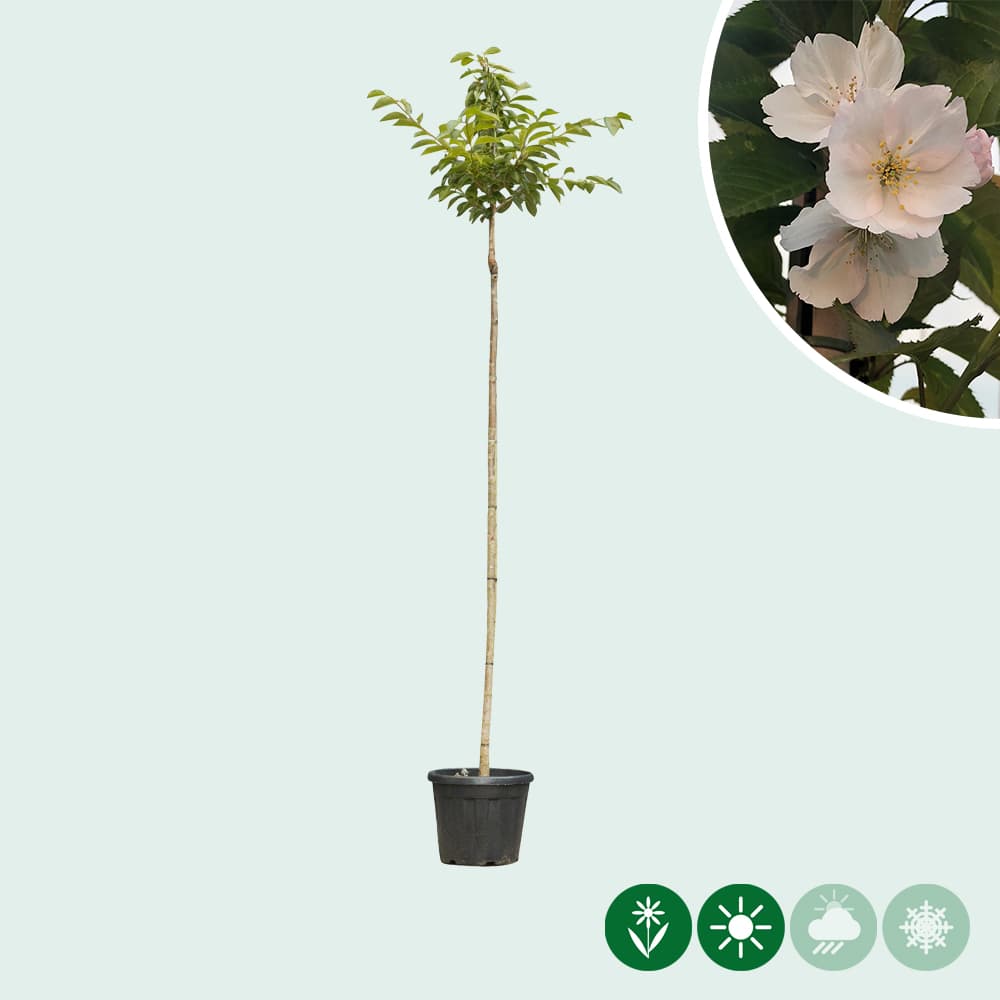 Japanische Blütenkirsche 'Yedoensis'