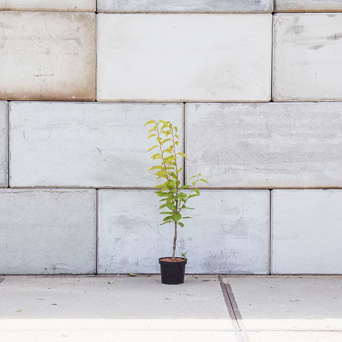 Prunus a. 'Early Rivers'