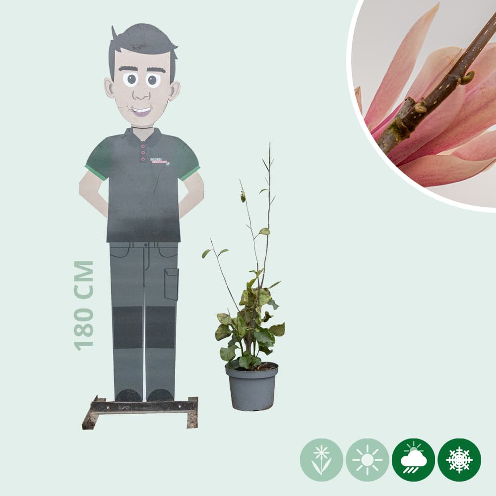 Magnolie 'Heaven Scent' Busch