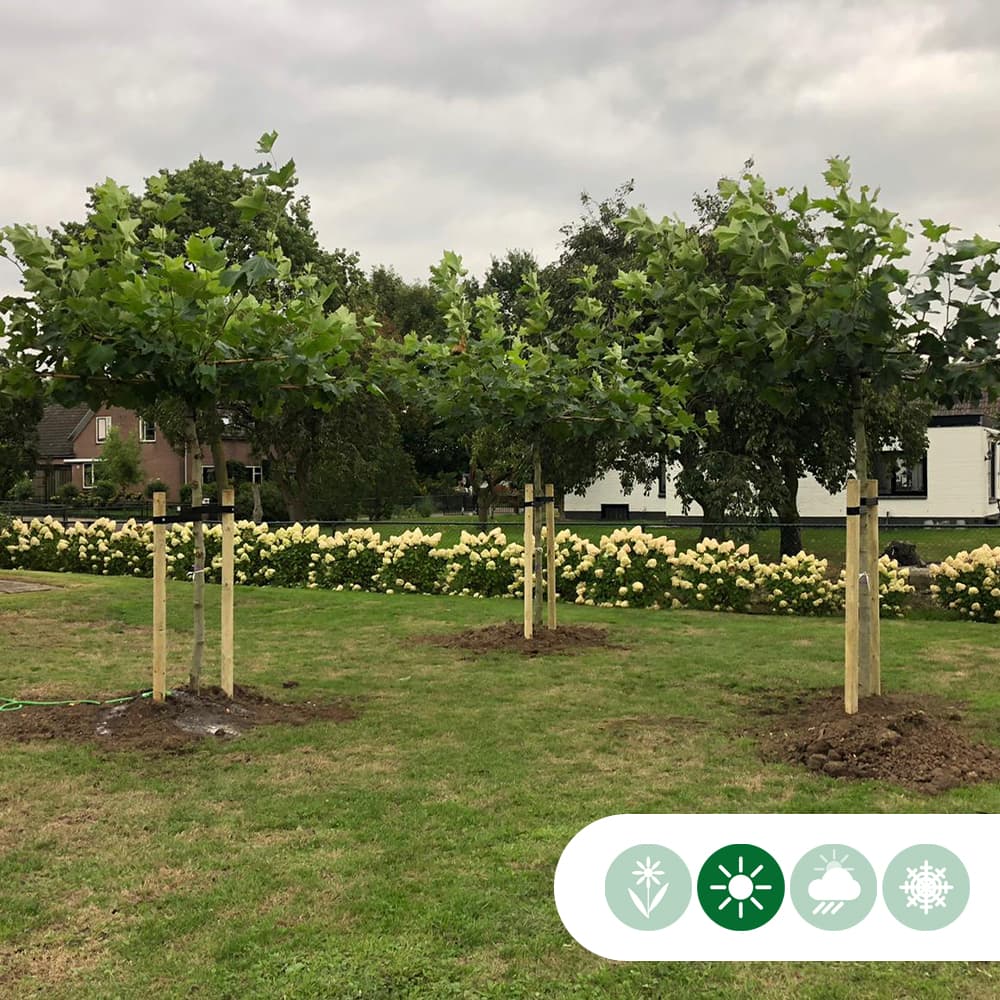 Dachplatane in Kreuzform