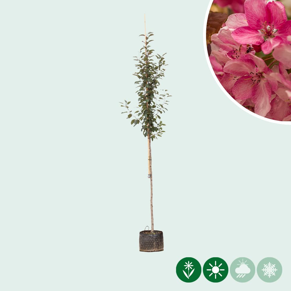 Rotblättriger Zierapfel