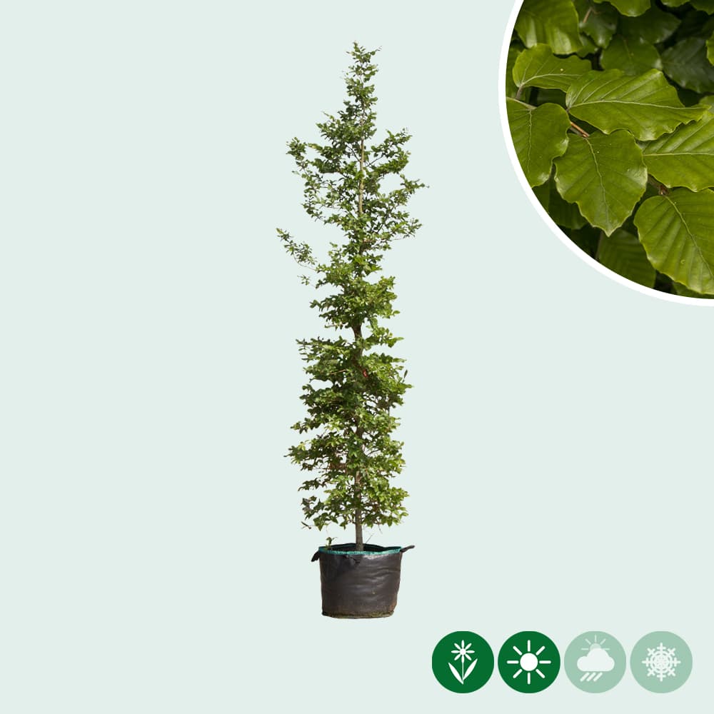 Rotbuche Spindelbusch