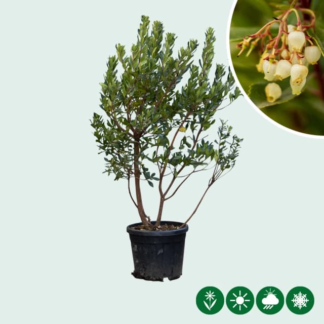 Erdbeerbaum mehrstämmig