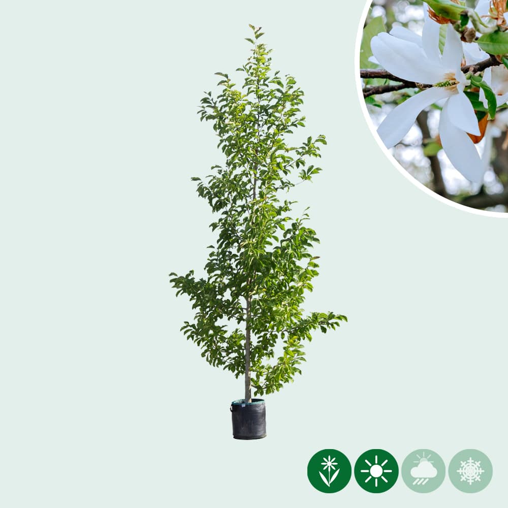 Säulen-Magnolie Kobus