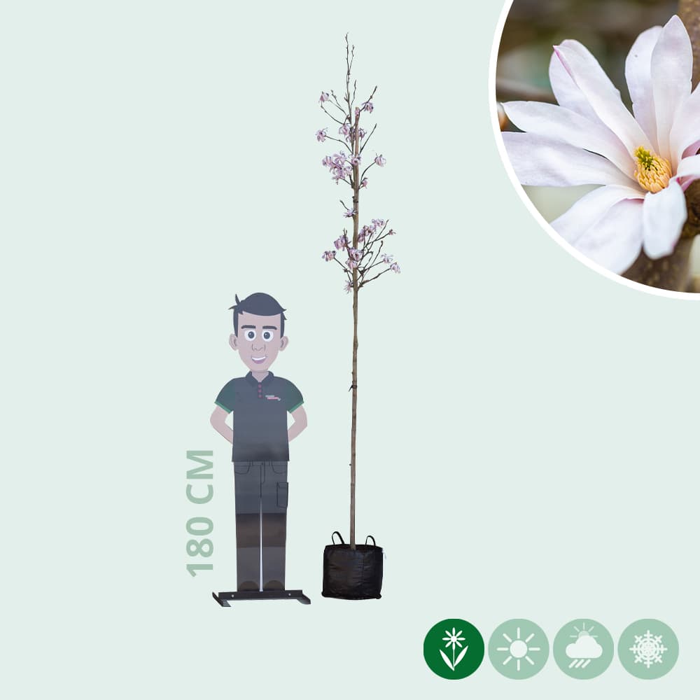 Magnolie 'Leonard Messel'