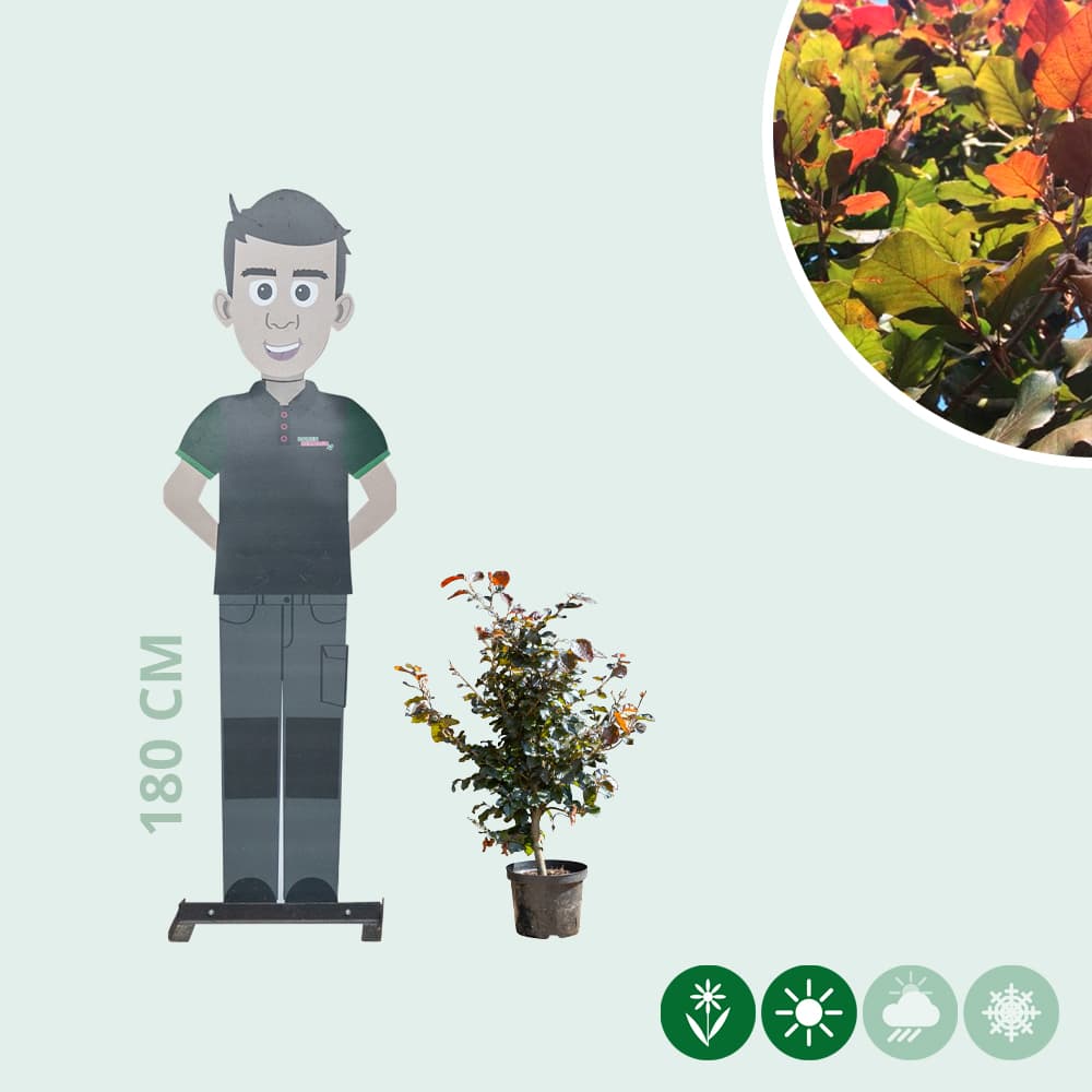 Blutbuchenhecke pro Stück