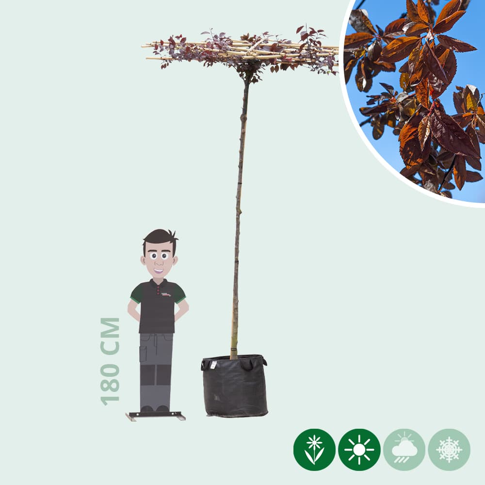 Blutpflaume Dachbaum in Kreuzform