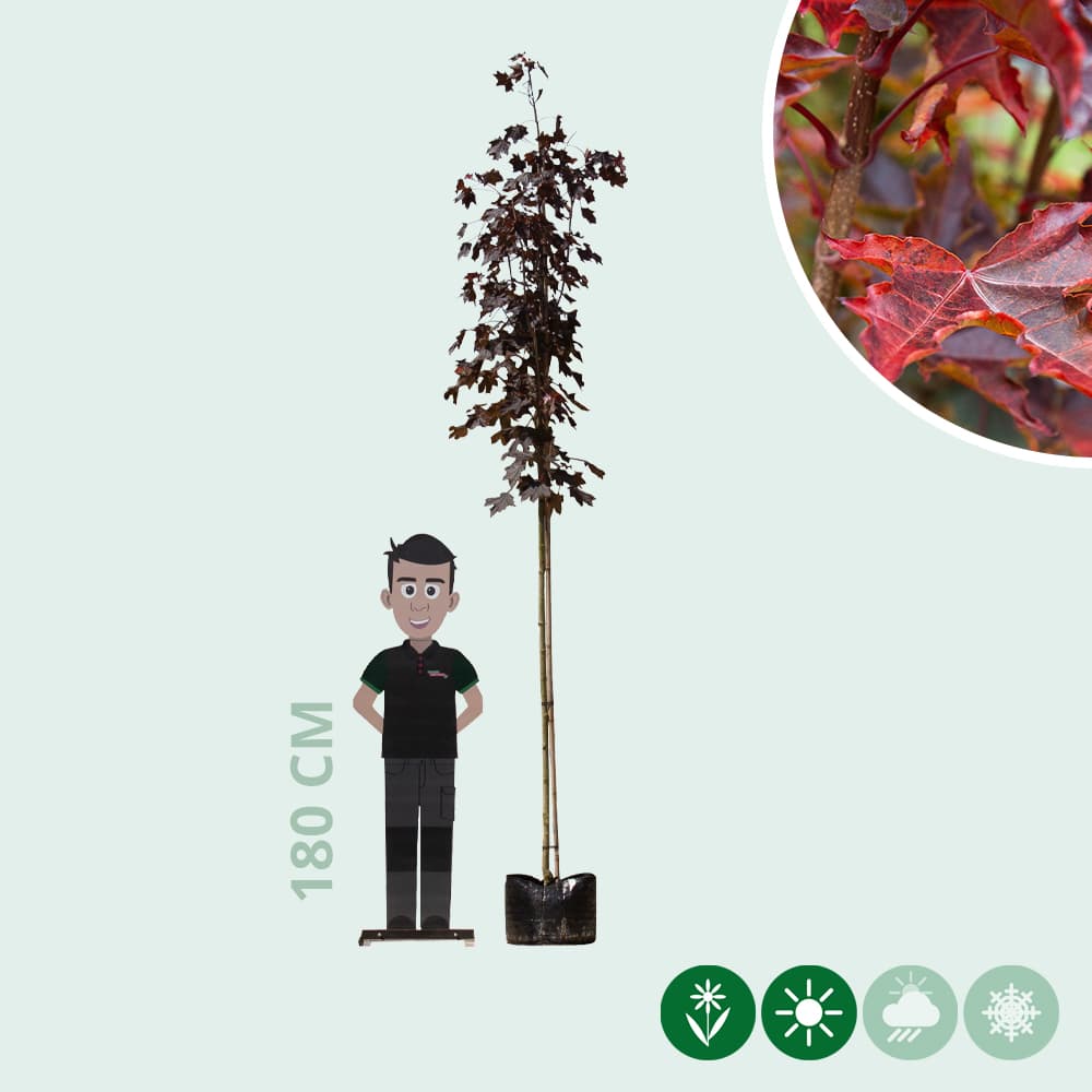 Acer platanoides Royal Red