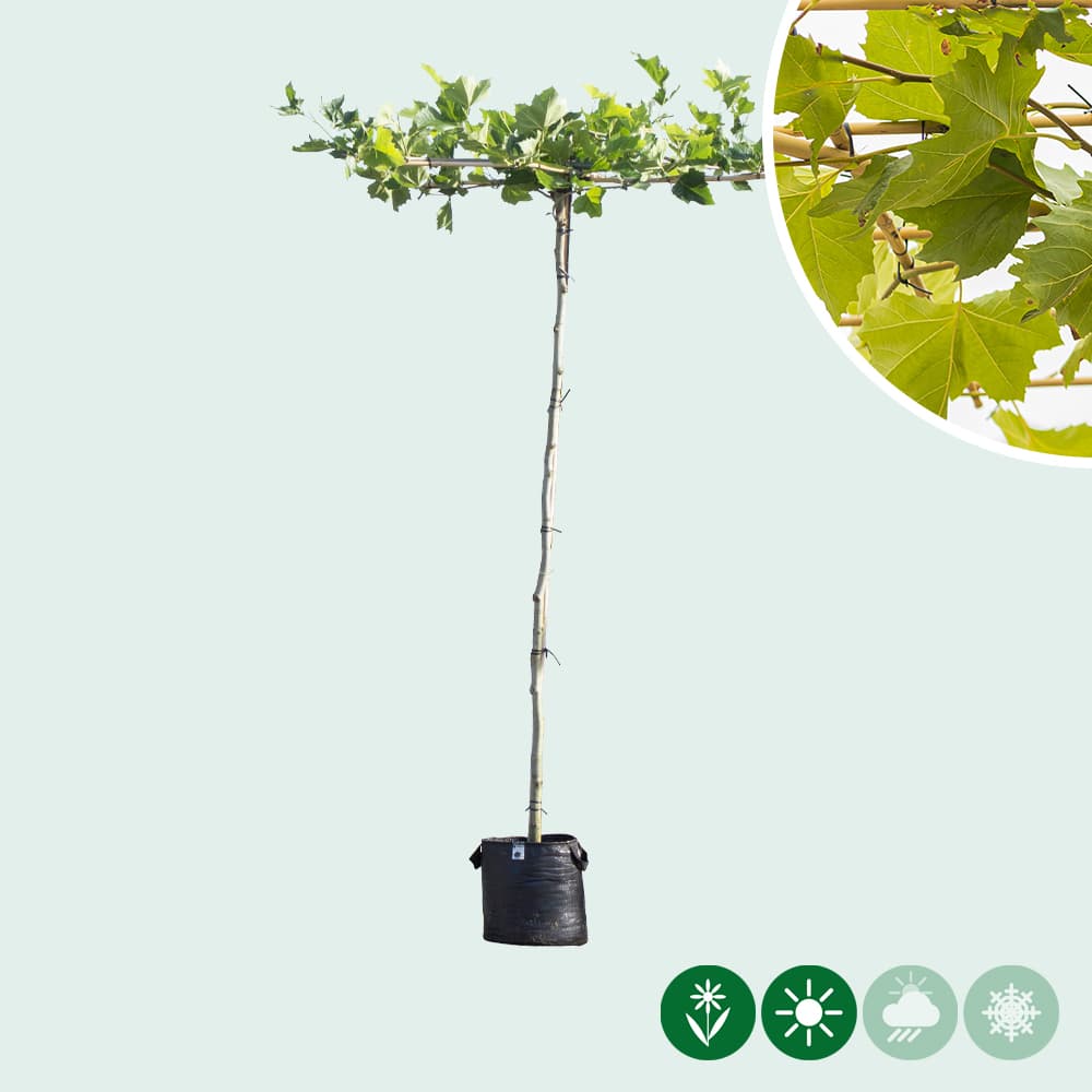 Dachplatane in Kreuzform