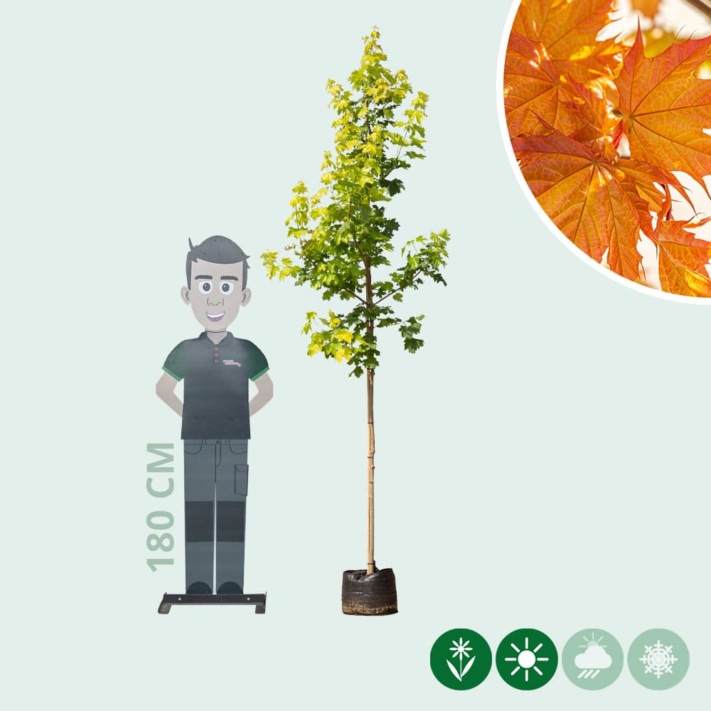 Acer platanoides Princeton Gold