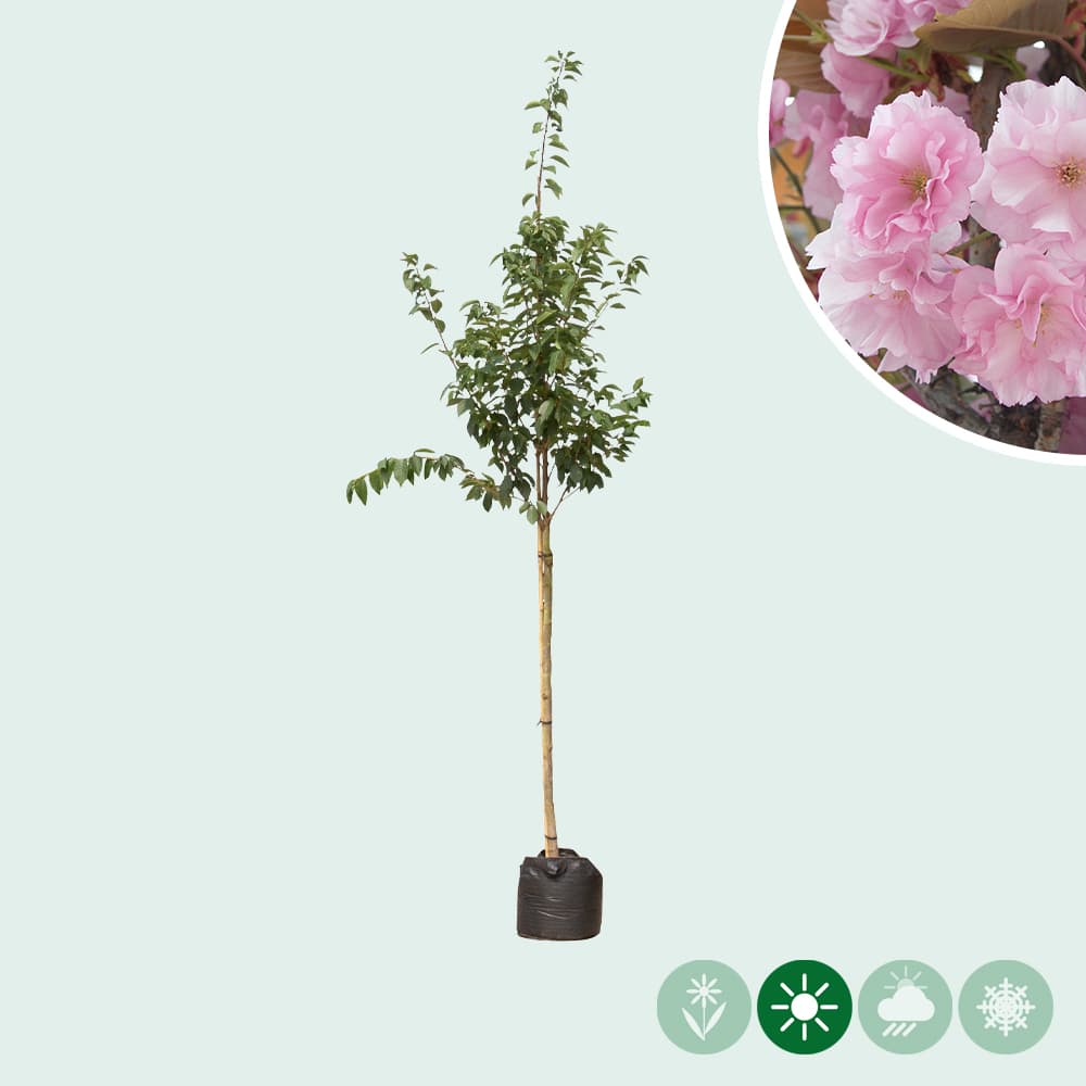 Japanische Nelkenkirsche