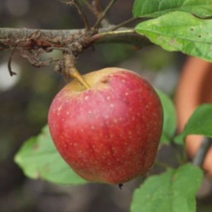 Apfelbaum Malus D. Notarisappel