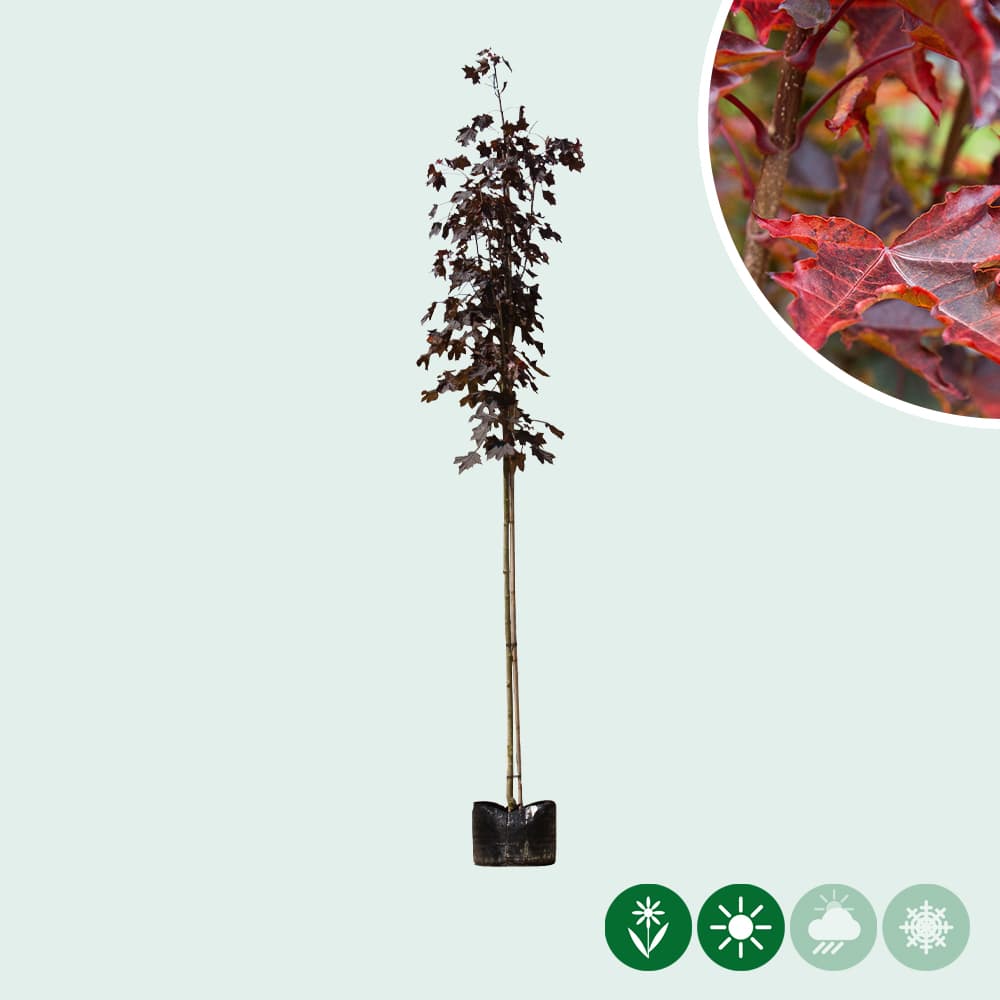 Acer platanoides Royal Red