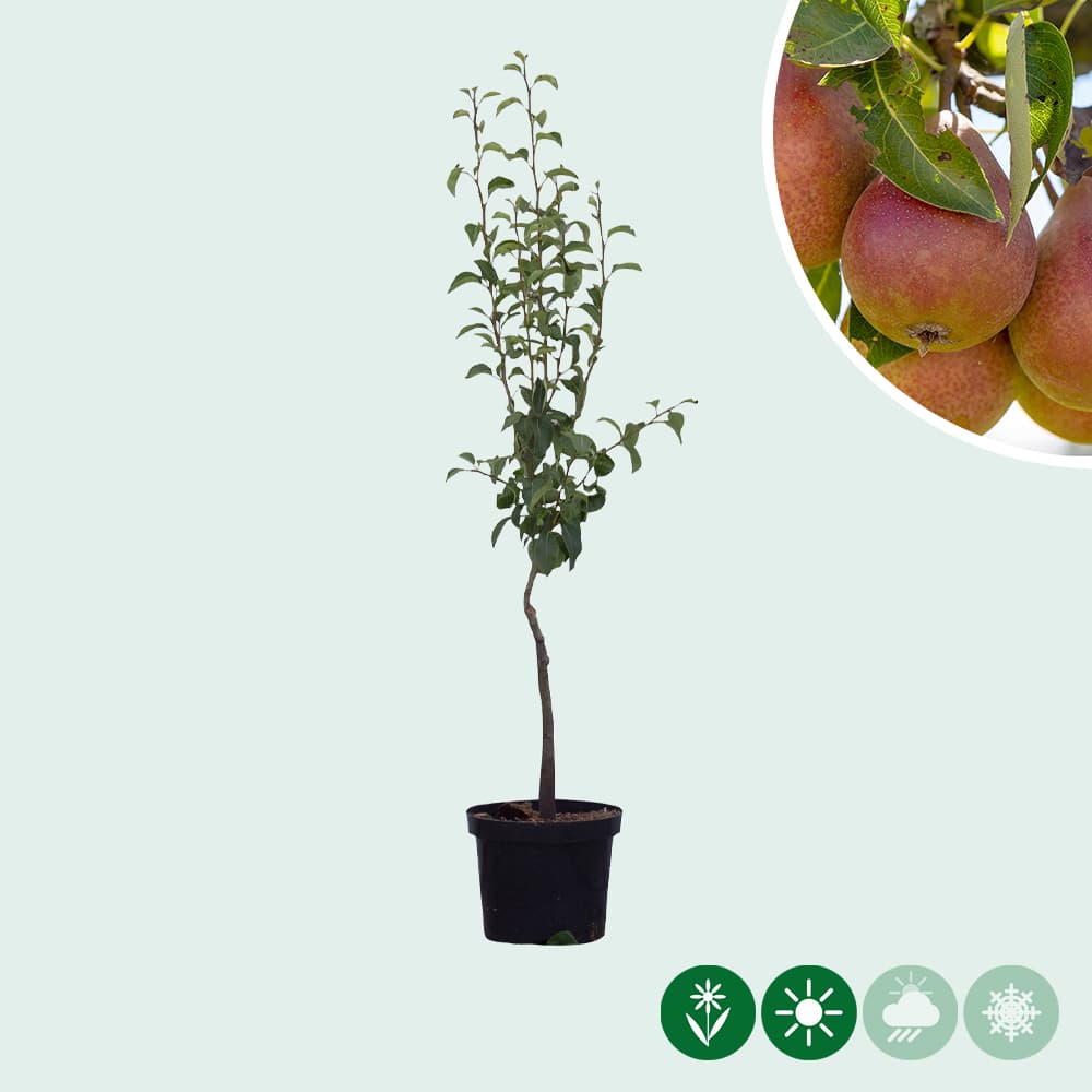 Pyrus c. 'Bonne Louise d'Avranches'