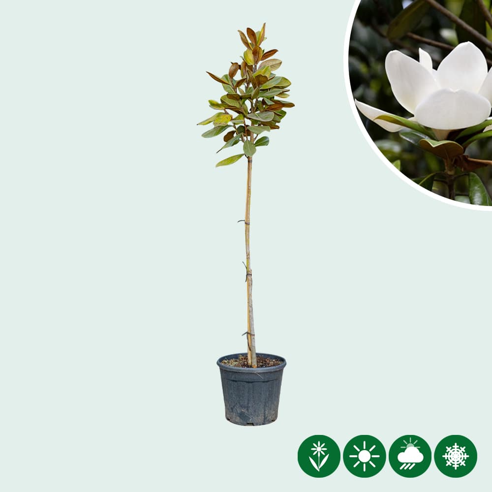 Magnolie Grandiflora Halbstamm