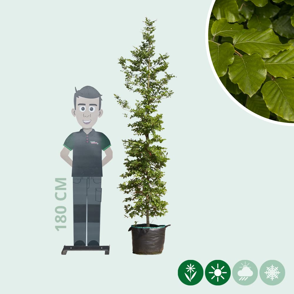 Rotbuche Spindelbusch