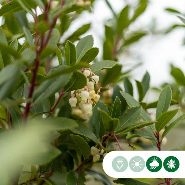 Erdbeerbaum mehrstämmig