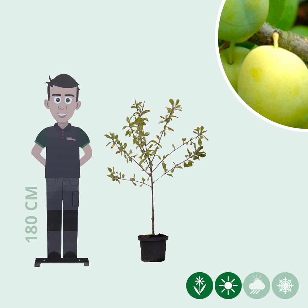 Süße Pflaume 'Reine Claude Verte'