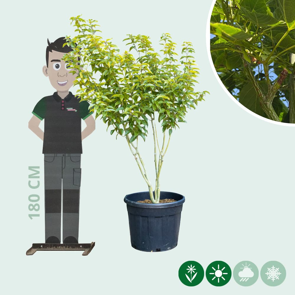 Mehrstämmiger Davids-ahorn