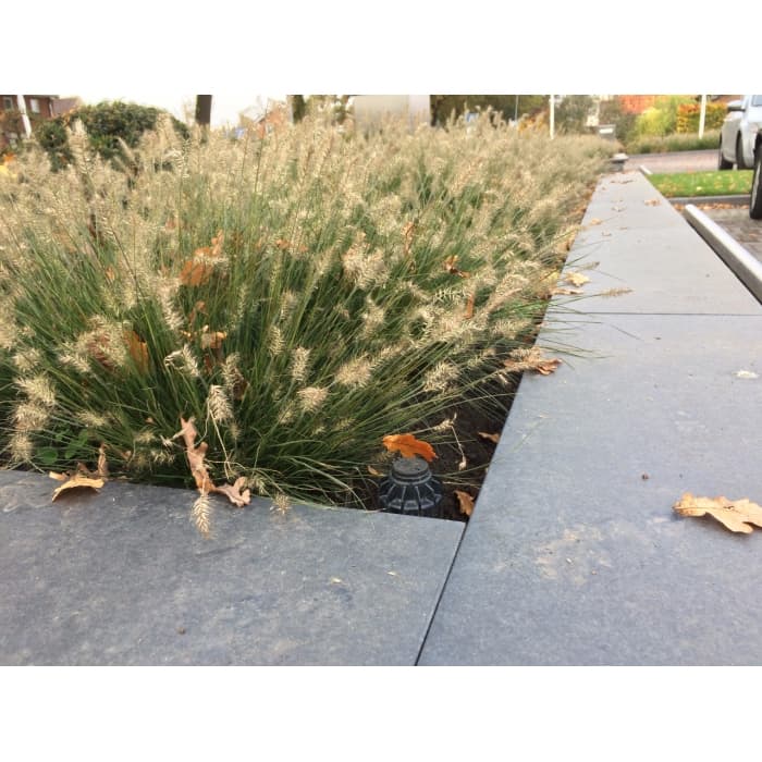 Lampenputzergras ‘Hameln’