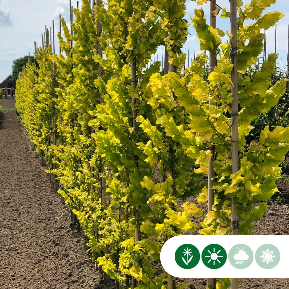 Goldulme Spindelbusch