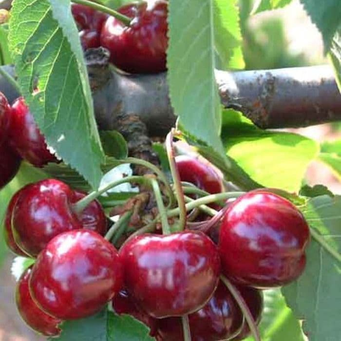 Prunus avium Bigarreau Burlat 2