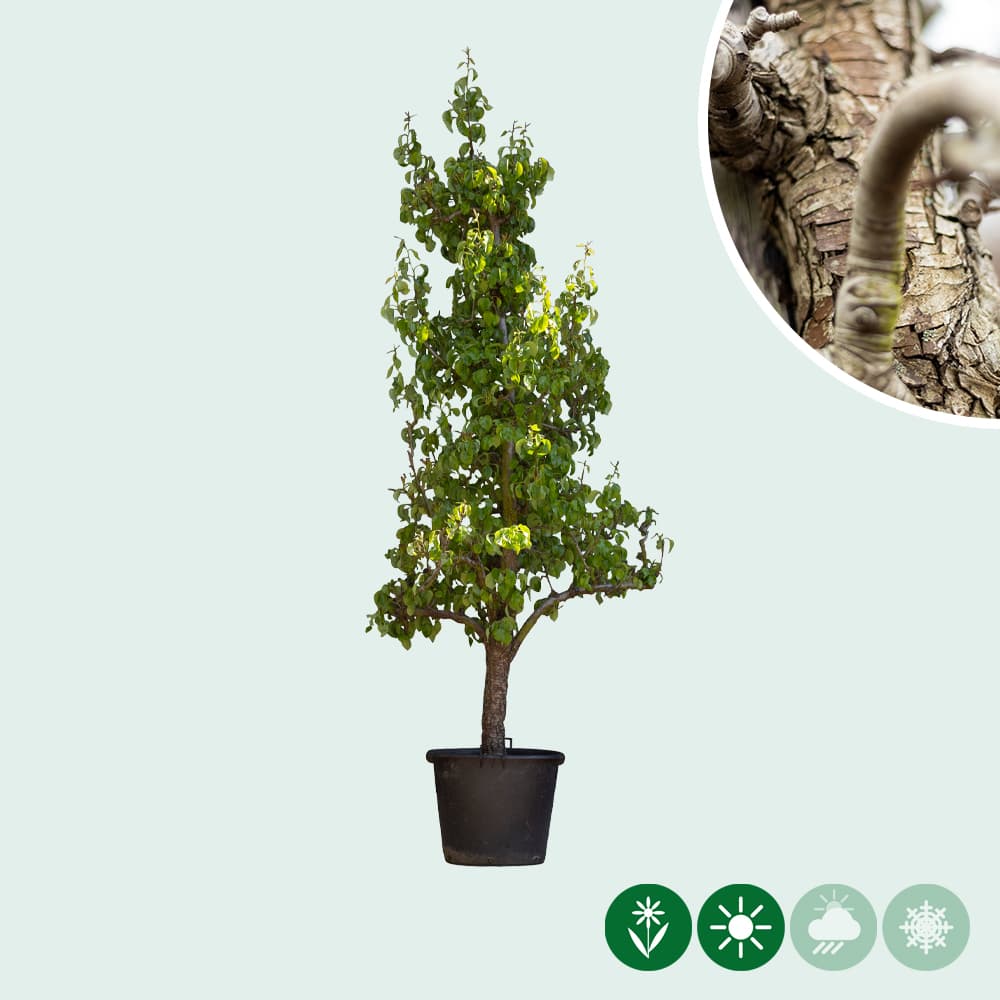 Pyrus communis Conference