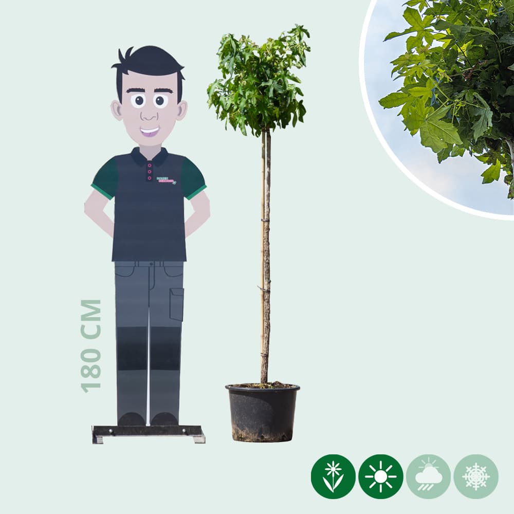 Amberbaum kugelförmig