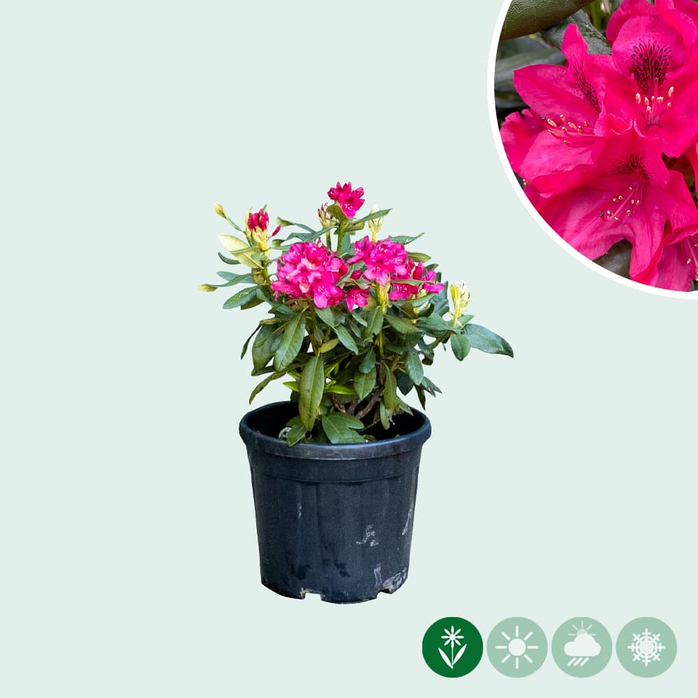 Rhododendron Nova Zembla