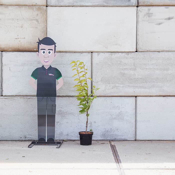 Prunus a. 'Early Rivers'