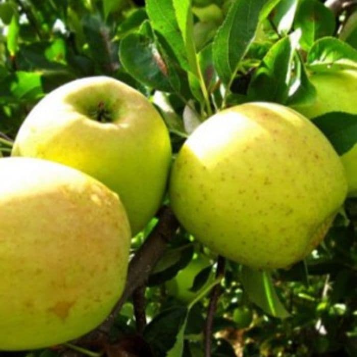 Apfelbaum Malus D. Golden Delicious 2