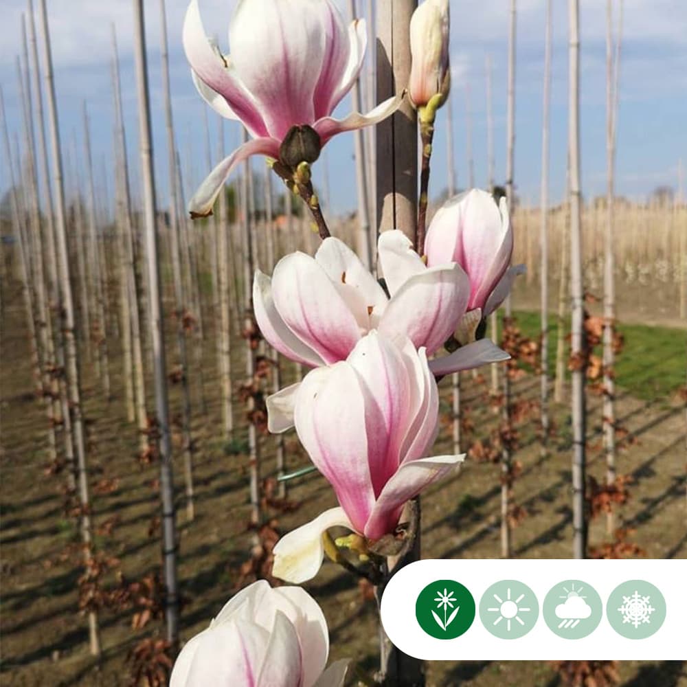 Magnolie 'Soulangeana'