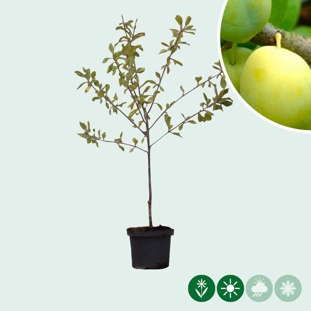 Süße Pflaume 'Reine Claude Verte'