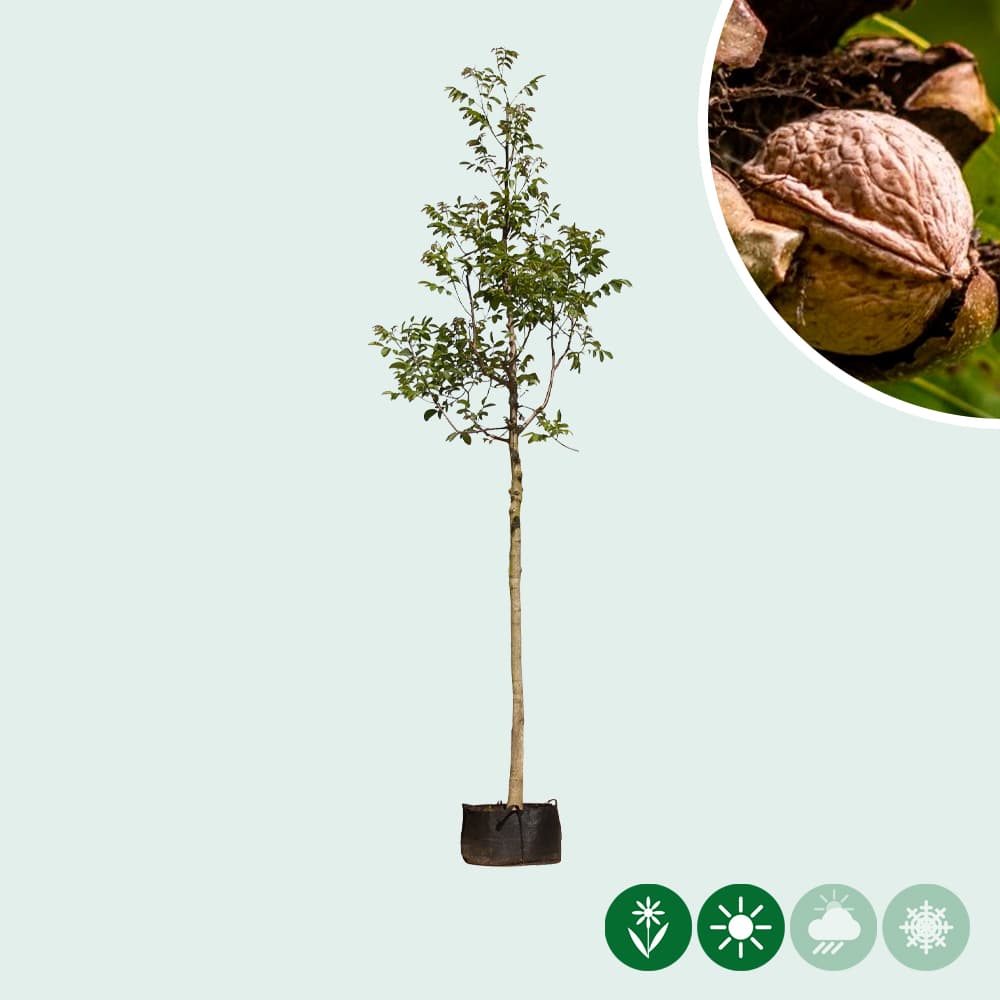 Walnussbaum Juglans regia