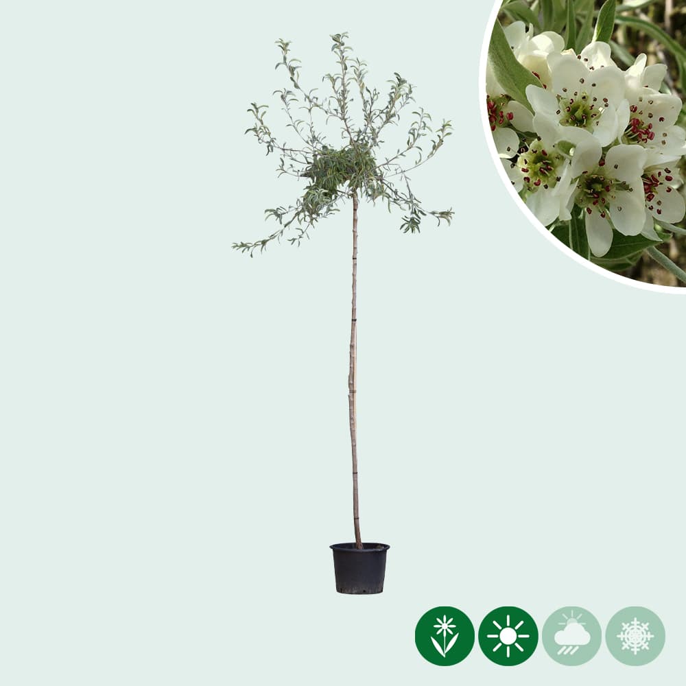 Hängende Weidenblättrige Birne