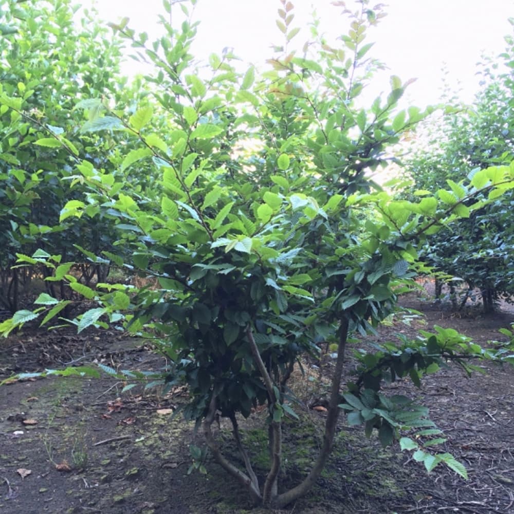 Hainbuche mehrstämmig